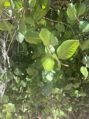 Prunus fremontii