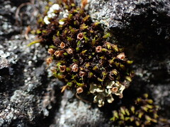 Schistidium maritimum