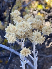 Pseudognaphalium sandwicensium