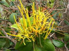 Psittacanthus robustus