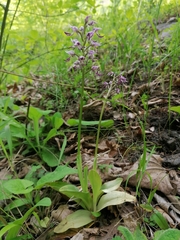 Orchis simia