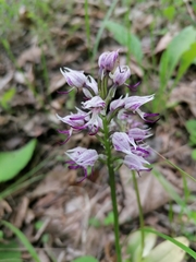 Orchis simia
