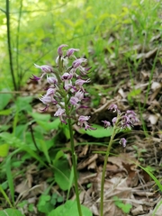 Orchis simia
