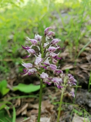 Orchis simia