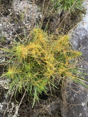 Cuscuta harperi
