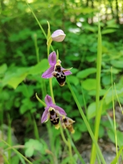 Ophrys oestrifera
