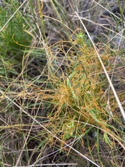 Cuscuta harperi