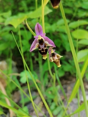 Ophrys oestrifera
