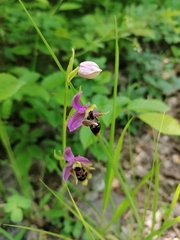 Ophrys oestrifera