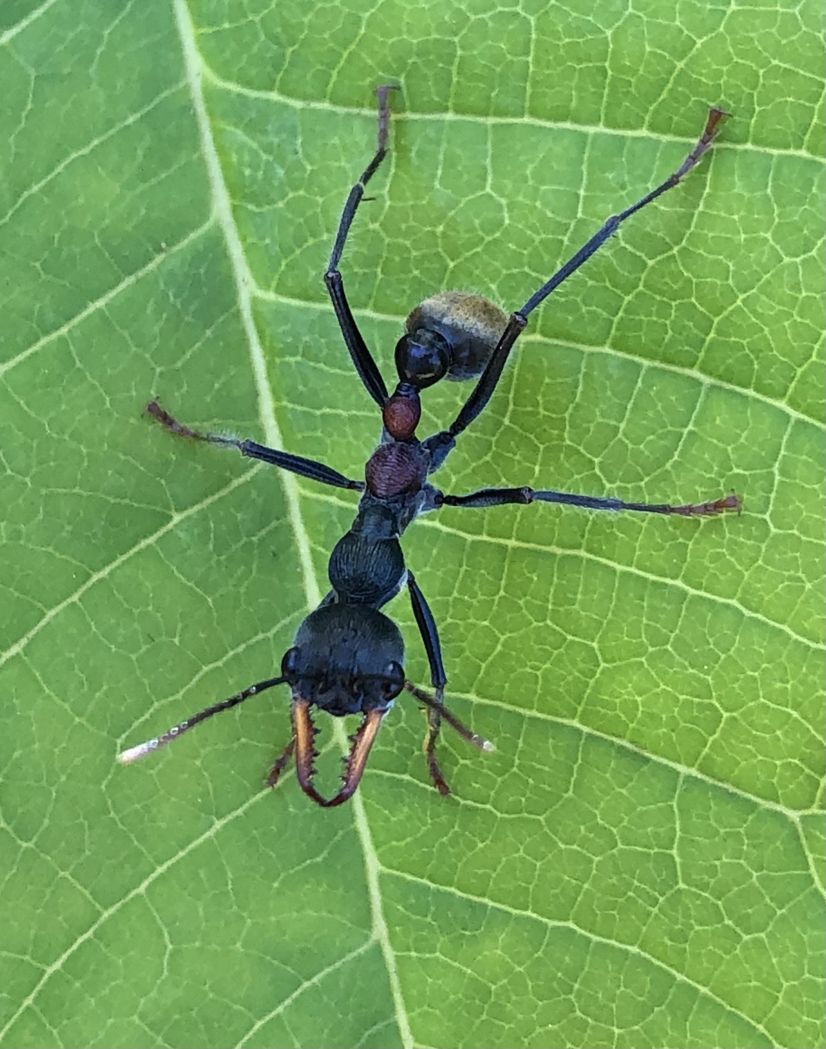 Myrmecia athertonensis