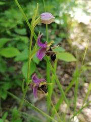 Ophrys oestrifera