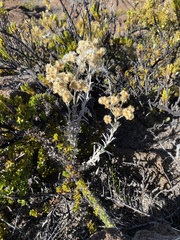 Pseudognaphalium sandwicensium
