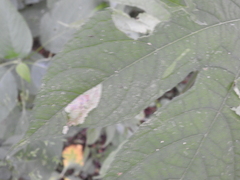 Calycomyza ambrosiae