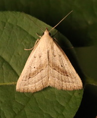 Macrochilo hypocritalis