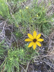 Coreopsis pulchra