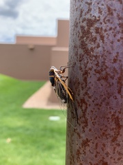 Diceroprocta cinctifera