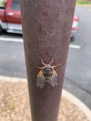 Diceroprocta cinctifera