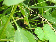 Mellilla xanthometata