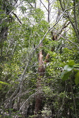 Bursera simaruba