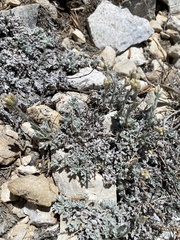 Antennaria rosea pulvinata