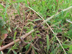 Philanthus ventilabris