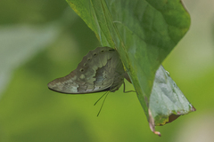 Archaeoprepona demophoon