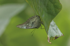 Archaeoprepona demophoon