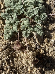 Cymopterus cinerarius