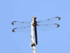 Libellula cyanea