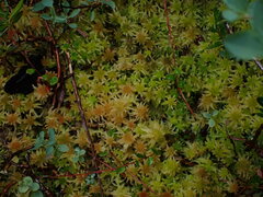 Sphagnum pacificum
