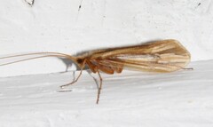 Limnephilus ornatus