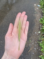 Hordeum jubatum