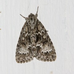 Acronicta fragilis