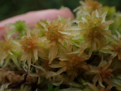 Sphagnum pacificum