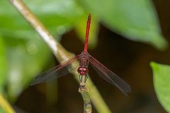 Dythemis rufinervis