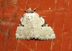 Leuconycta diphteroides
