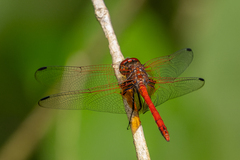 Dythemis rufinervis