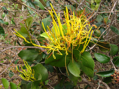 Psittacanthus robustus