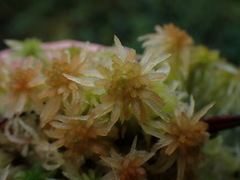 Sphagnum pacificum