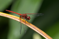 Dythemis rufinervis