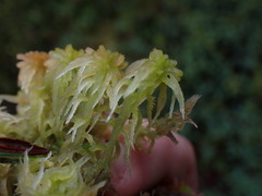 Sphagnum pacificum