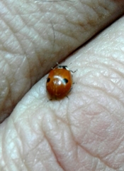 Adalia bipunctata bipunctata