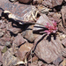 Scytheleaf Onion - Photo (c) little lawyers inc., some rights reserved (CC BY-NC)