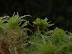 Sphagnum pacificum