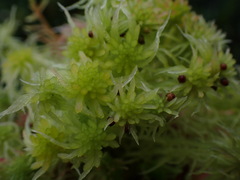 Sphagnum pacificum