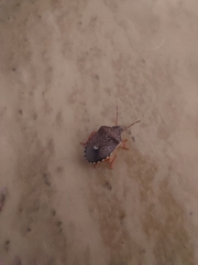 Holcostethus abbreviatus