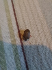 Holcostethus abbreviatus