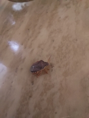 Holcostethus abbreviatus