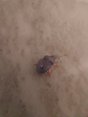 Holcostethus abbreviatus