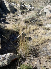Festuca kingii